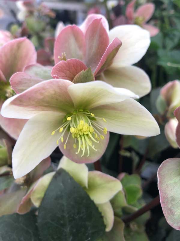 Your November garden